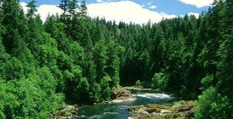 植樹造林，人(rén)人(rén)動手，護林防火，有你有我。